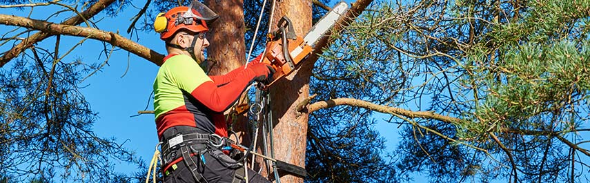 Tree Trimming